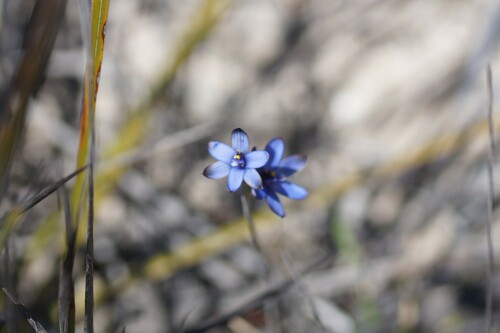 Image of Thelymitra azurea by (c) Rod Lowther, some rights reserved (CC BY)
