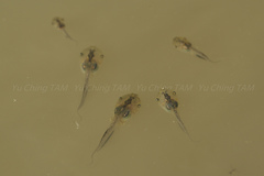 Microhyla okinavensis