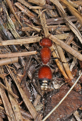 Dasymutilla creon