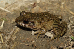 Glandirana rugosa