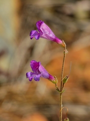 Saccanthera