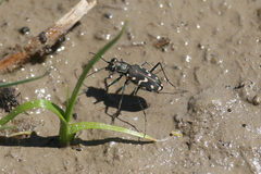 Cicindela haemorrhagica