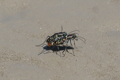 Cicindela haemorrhagica