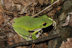 Zhangixalus arboreus