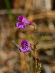 Saccanthera