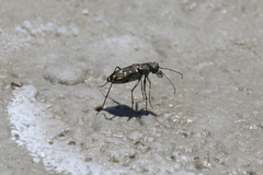 Cicindela haemorrhagica