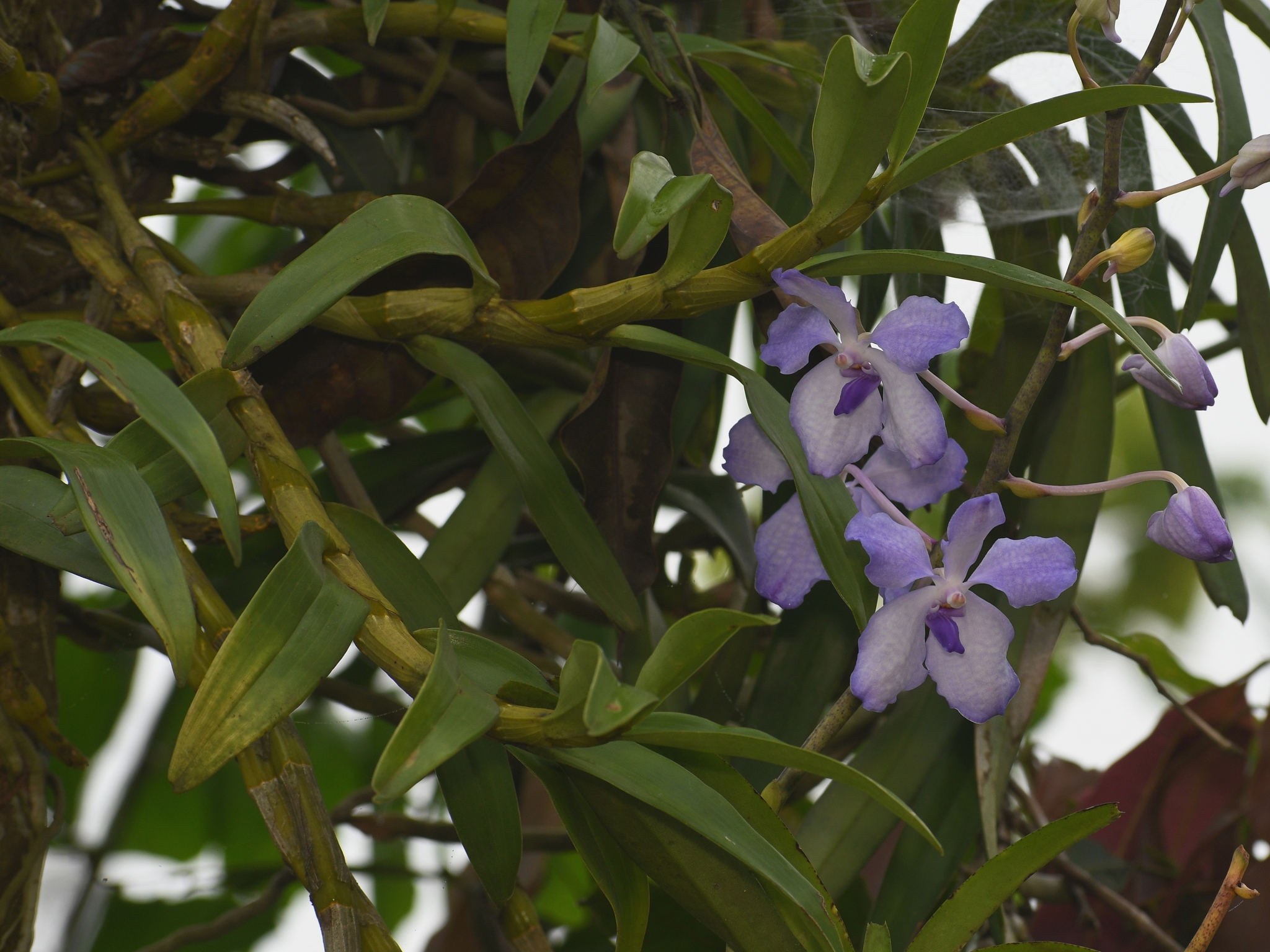 Imagem de Orquídea azul