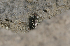 Cicindela willistoni echo