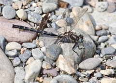 Phanogomphus borealis