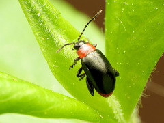 Disonycha xanthomelas