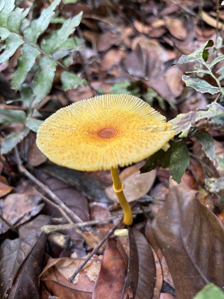 Leucocoprinus brunneoluteus · October 2024 · photo: © payalm (iNaturalist, cc-by)
