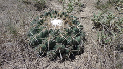 Coryphantha pycnacantha