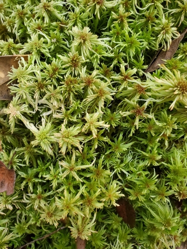 Sphagnum bartlettianum, 2024-10-24