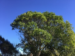 Metrosideros robusta