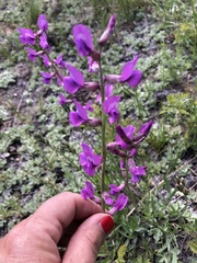 Oxytropis lambertii