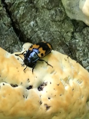 Pseudoinonotus