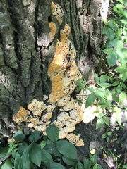 Pseudoinonotus