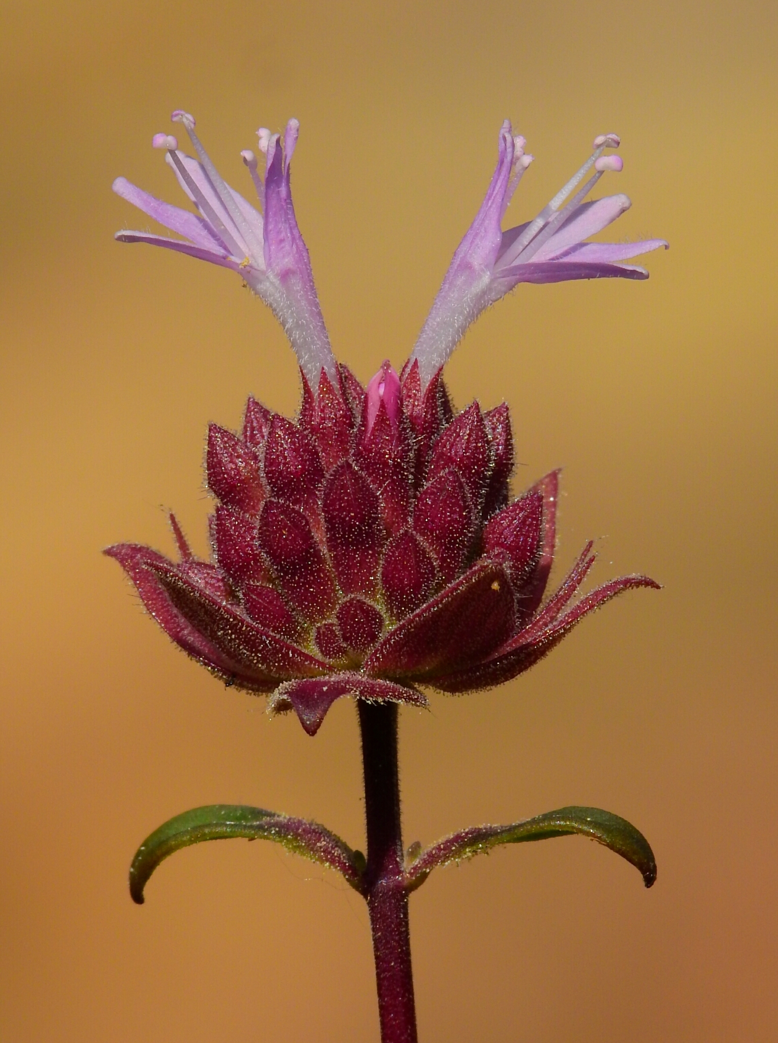 Monardella follettii