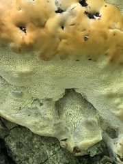 Pseudoinonotus