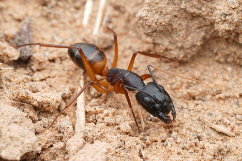 统领弓背蚁Camponotus magister