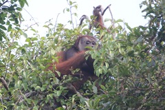 Pongo pygmaeus