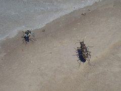 Cicindela haemorrhagica