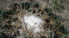 Coryphantha pycnacantha