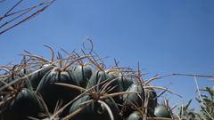 Coryphantha pycnacantha