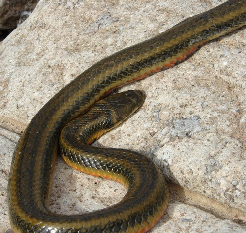 Brazilian Keelback, Helicops infrataeniatus