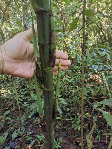 Image of Chamaedorea tepejilote by (c) keesgroenendijk, some rights reserved (CC BY)