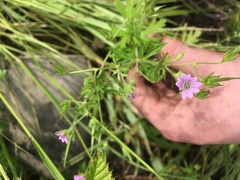 Geranium bicknellii