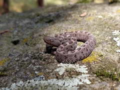 Crotalus ravus