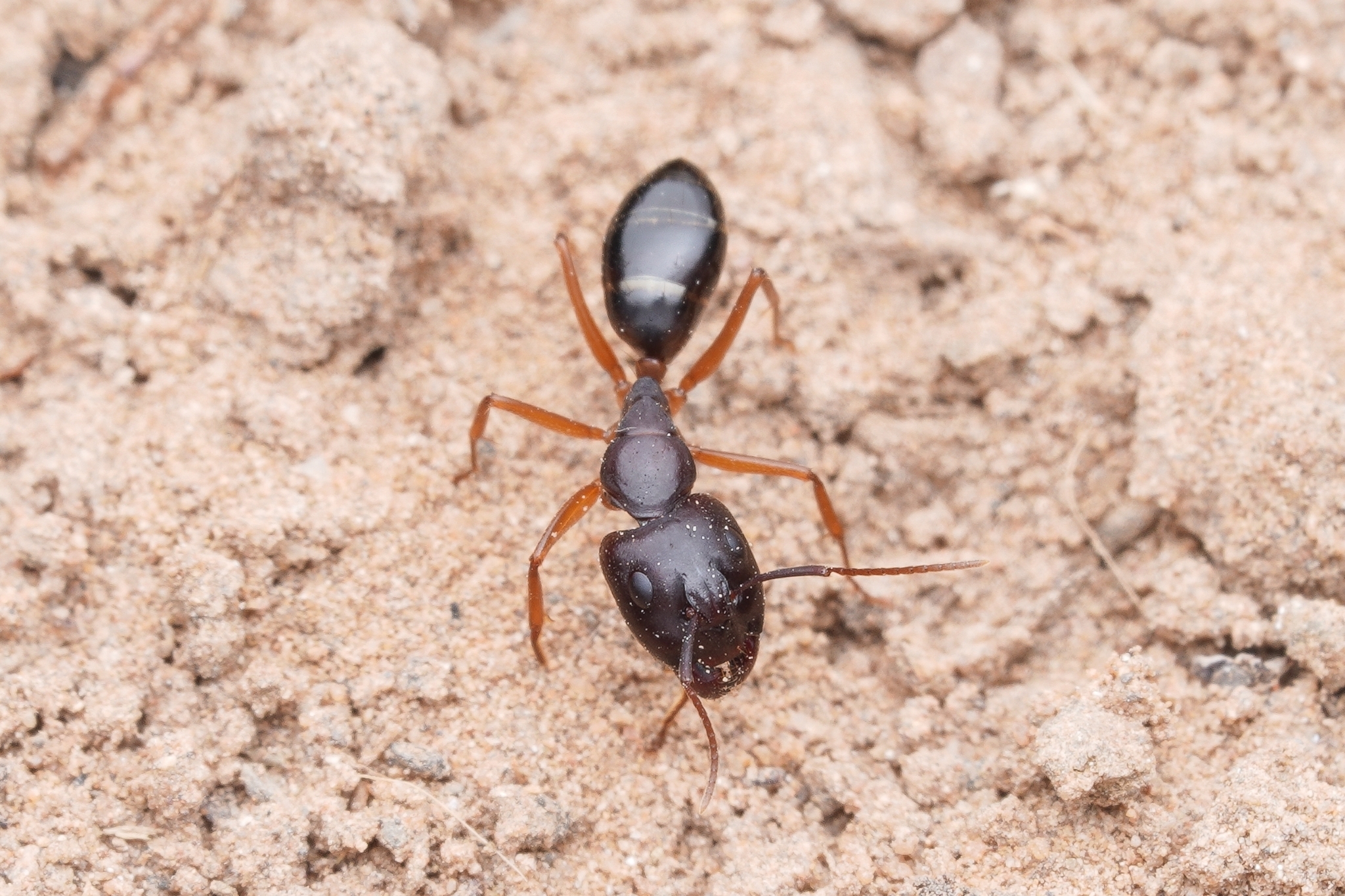 Camponotus seurati