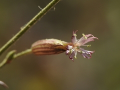 Silene bernardina