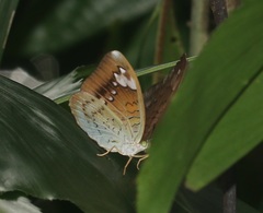 Tanaecia