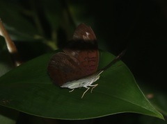 Tanaecia