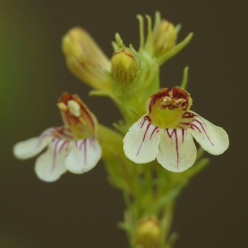 Penstemon deustus var. suffrutescens