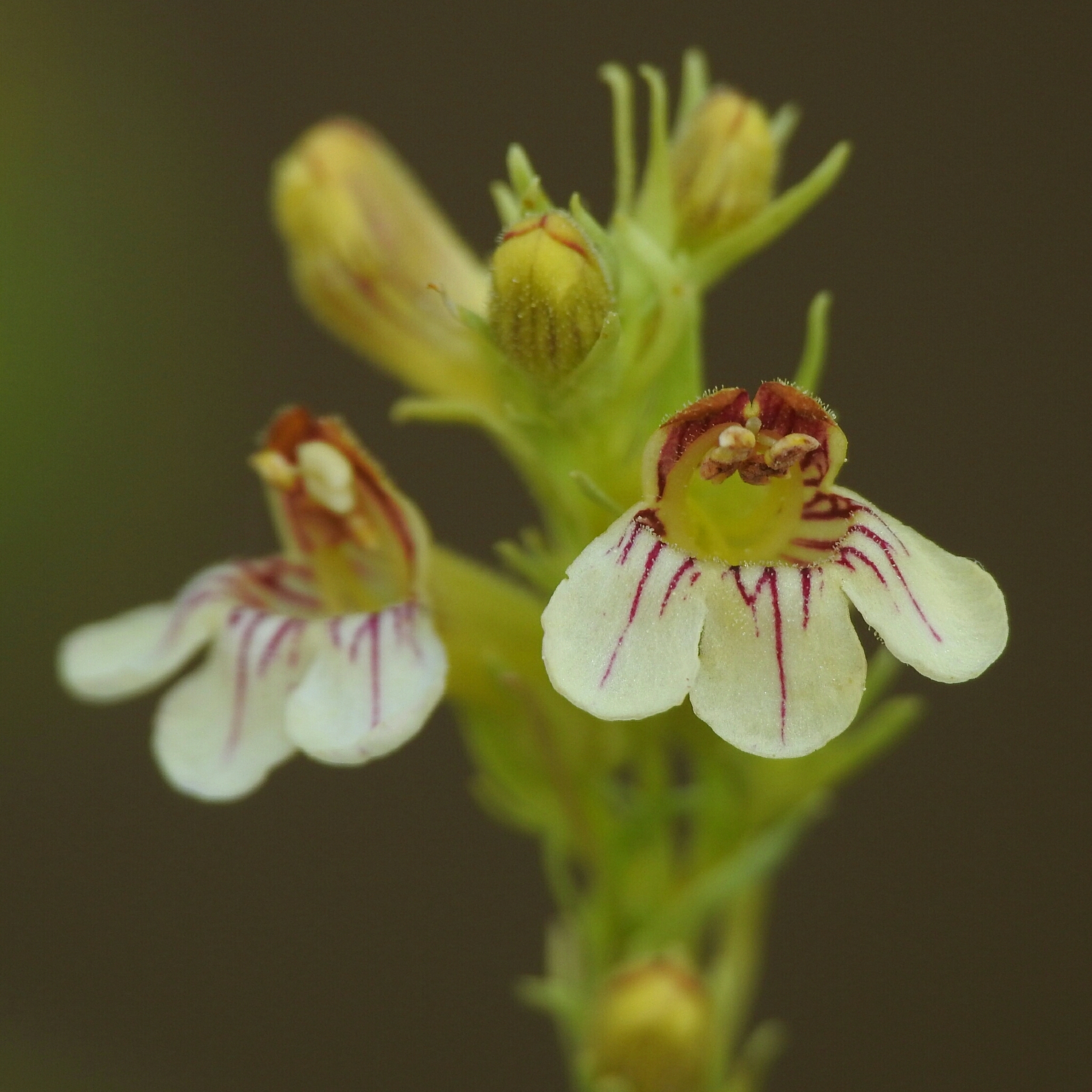 Penstemon deustus var. suffrutescens