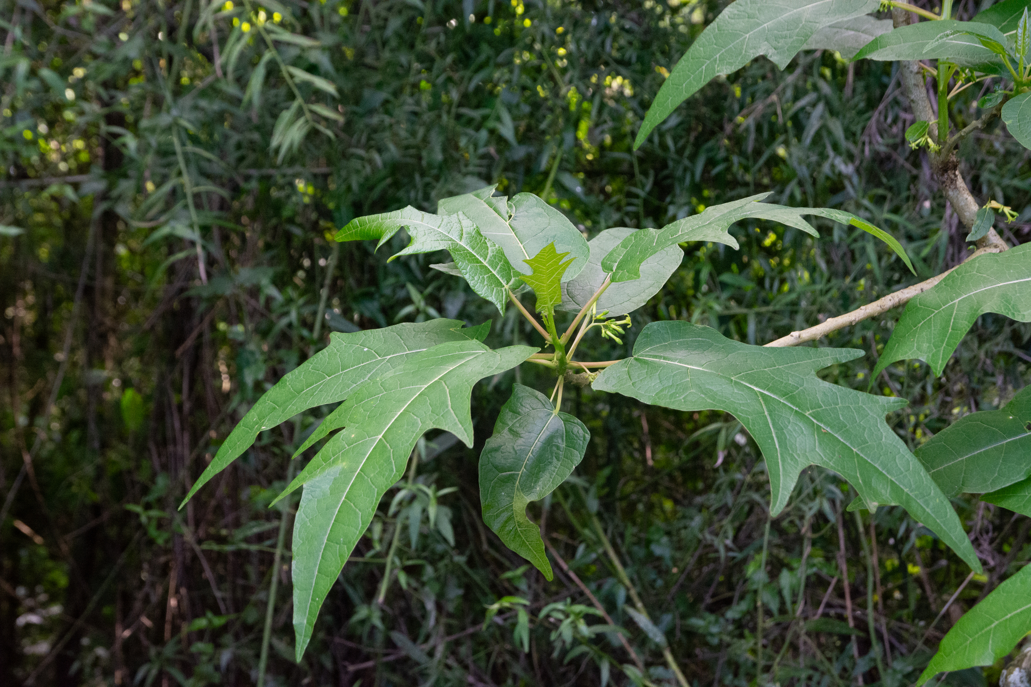 Vasconcellea quercifolia