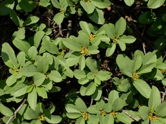 Frangula purshiana ultramafica