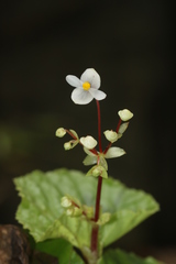 Begonia sinuata