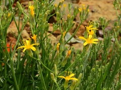 Crepis pleurocarpa