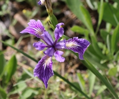Iris hartwegii australis