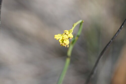Image of Glischrocaryon behrii by (c) Rod Lowther, some rights reserved (CC BY)