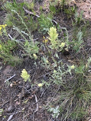 Castilleja occidentalis