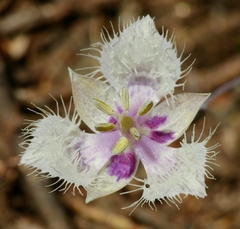 Calochortus coeruleus