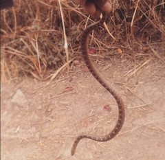 Pseudoficimia frontalis