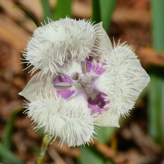 Calochortus coeruleus