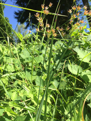 Juncus oxymeris