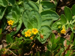 Lithospermum californicum